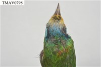 五色鳥藏品圖，第18張